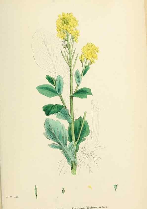 Reproducción/Reproduction 48716839338: English botany, or, Coloured figures of British plants /. London :R. Hardwicke,1863-1886.. 