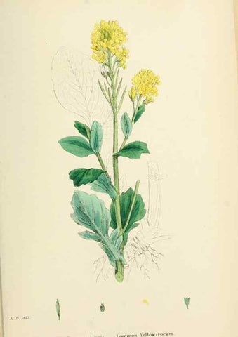 Reproducción/Reproduction 48716839338: English botany, or, Coloured figures of British plants /. London :R. Hardwicke,1863-1886.. 