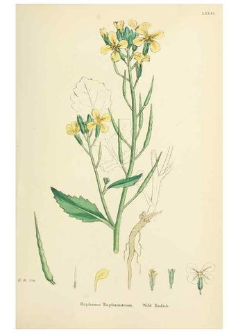 Reproducción/Reproduction 48717331537: English botany, or, Coloured figures of British plants /. London :R. Hardwicke,1863-1886.. 