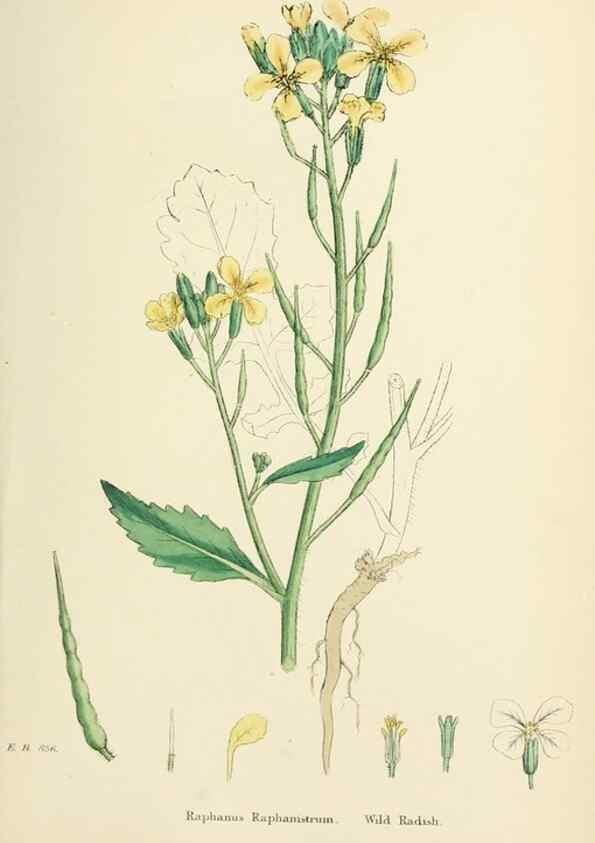 Reproducción/Reproduction 48717331537: English botany, or, Coloured figures of British plants /. London :R. Hardwicke,1863-1886.. 