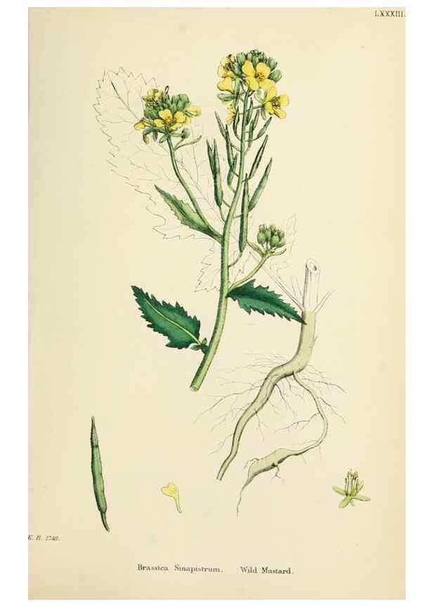 Reproducción/Reproduction 48716826208: English botany, or, Coloured figures of British plants /. London :R. Hardwicke,1863-1886.. 