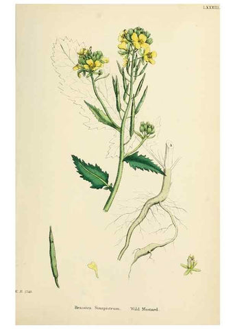 Reproducción/Reproduction 48716826208: English botany, or, Coloured figures of British plants /. London :R. Hardwicke,1863-1886.. 
