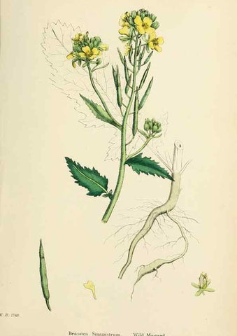 Reproducción/Reproduction 48716826208: English botany, or, Coloured figures of British plants /. London :R. Hardwicke,1863-1886.. 