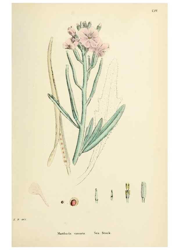 Reproducción/Reproduction 48717169061: English botany, or, Coloured figures of British plants /. London :R. Hardwicke,1863-1886.. 