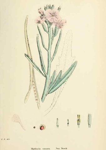 Reproducción/Reproduction 48717169061: English botany, or, Coloured figures of British plants /. London :R. Hardwicke,1863-1886.. 