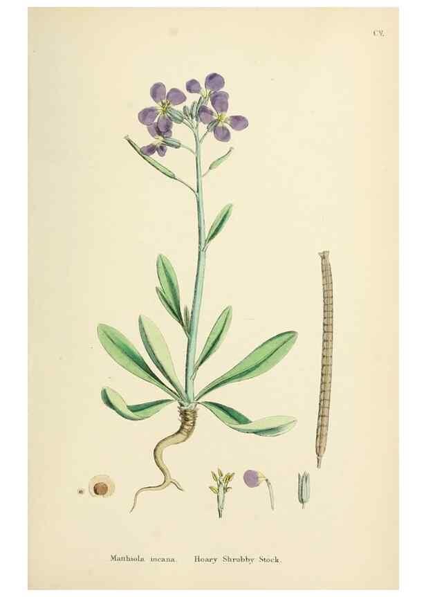 Reproducción/Reproduction 48717340687: English botany, or, Coloured figures of British plants /. London :R. Hardwicke,1863-1886.. 