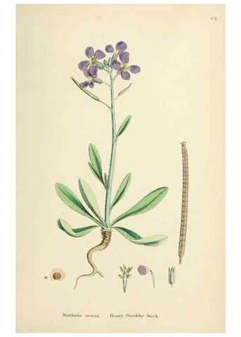 Reproducción/Reproduction 48717340687: English botany, or, Coloured figures of British plants /. London :R. Hardwicke,1863-1886.. 