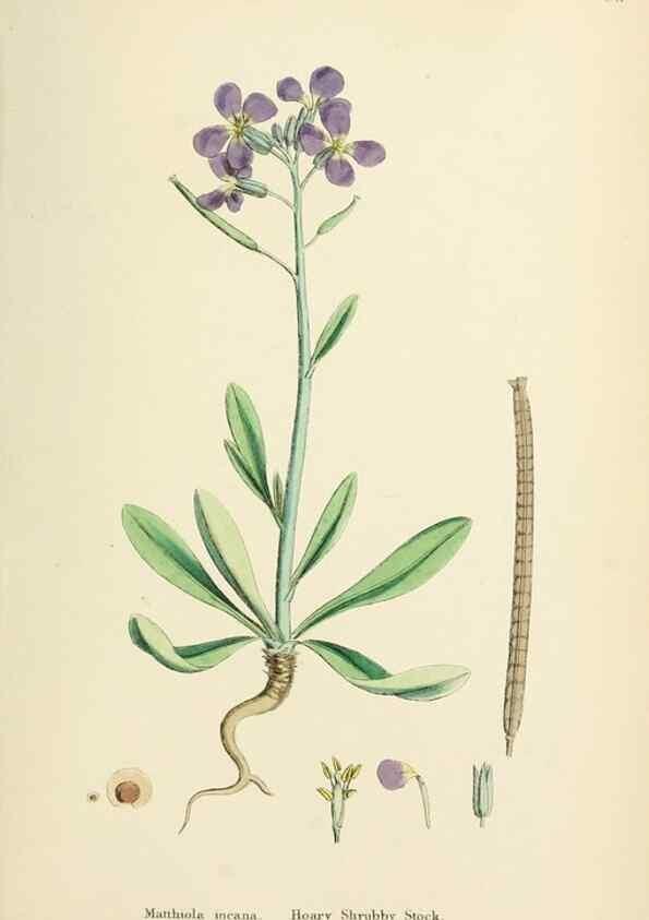 Reproducción/Reproduction 48717340687: English botany, or, Coloured figures of British plants /. London :R. Hardwicke,1863-1886.. 