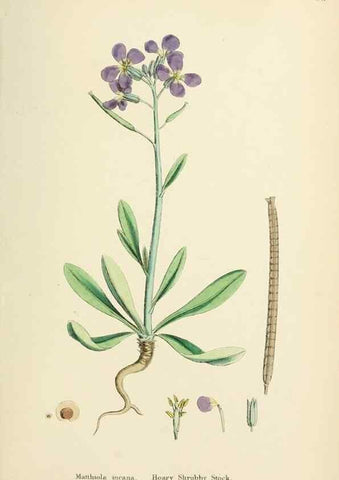 Reproducción/Reproduction 48717340687: English botany, or, Coloured figures of British plants /. London :R. Hardwicke,1863-1886.. 