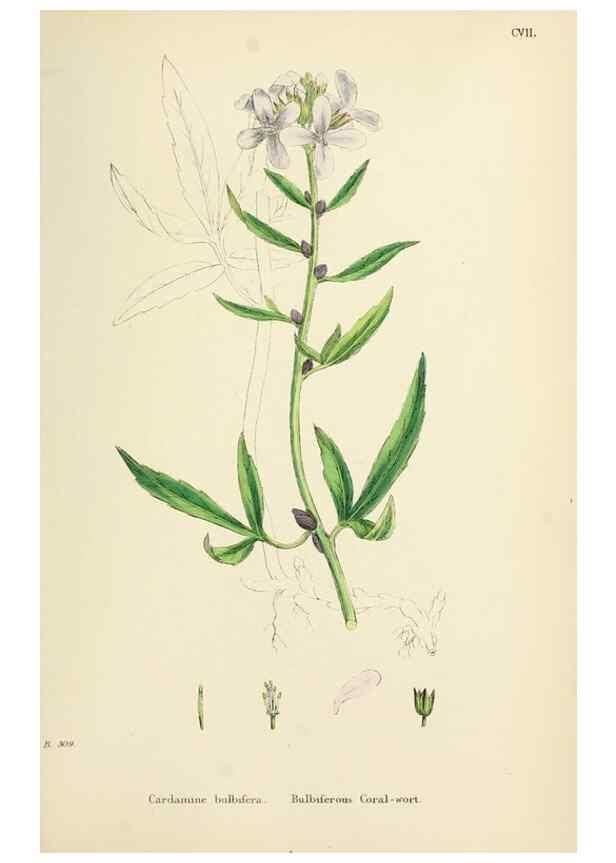 Reproducción/Reproduction 48717341402: English botany, or, Coloured figures of British plants /. London :R. Hardwicke,1863-1886.. 