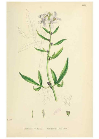 Reproducción/Reproduction 48717341402: English botany, or, Coloured figures of British plants /. London :R. Hardwicke,1863-1886.. 