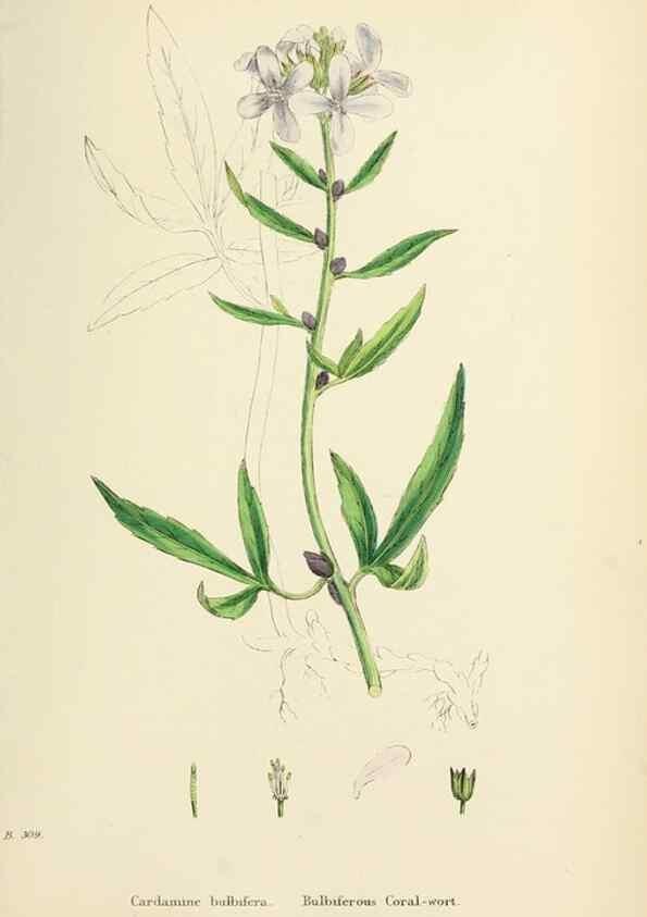 Reproducción/Reproduction 48717341402: English botany, or, Coloured figures of British plants /. London :R. Hardwicke,1863-1886.. 