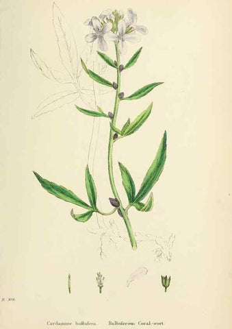 Reproducción/Reproduction 48717341402: English botany, or, Coloured figures of British plants /. London :R. Hardwicke,1863-1886.. 