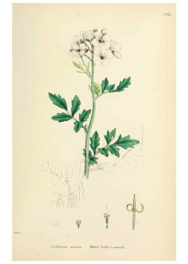 Reproducción/Reproduction 48717341857: English botany, or, Coloured figures of British plants /. London :R. Hardwicke,1863-1886.. 