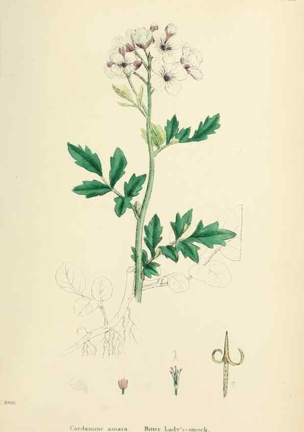 Reproducción/Reproduction 48717341857: English botany, or, Coloured figures of British plants /. London :R. Hardwicke,1863-1886.. 