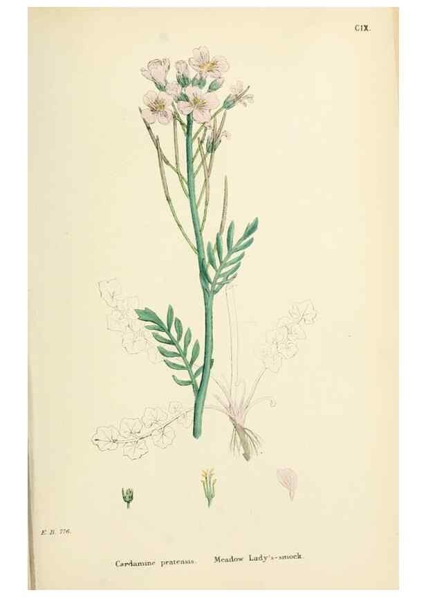 Reproducción/Reproduction 48716835393: English botany, or, Coloured figures of British plants /. London :R. Hardwicke,1863-1886.. 