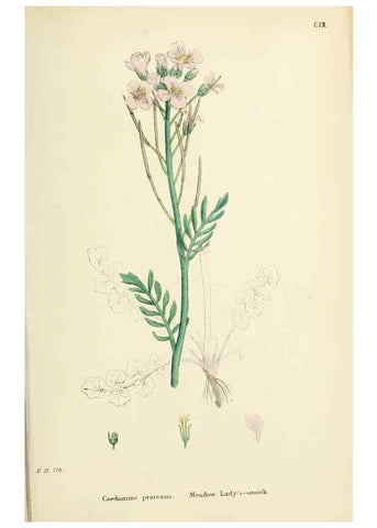Reproducción/Reproduction 48716835393: English botany, or, Coloured figures of British plants /. London :R. Hardwicke,1863-1886.. 