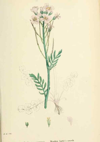 Reproducción/Reproduction 48716835393: English botany, or, Coloured figures of British plants /. London :R. Hardwicke,1863-1886.. 