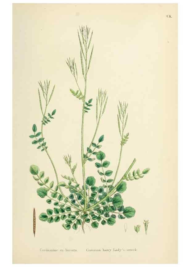 Reproducción/Reproduction 48717342462: English botany, or, Coloured figures of British plants /. London :R. Hardwicke,1863-1886.. 