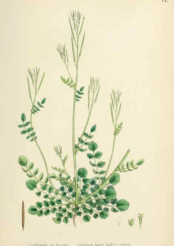 Reproducción/Reproduction 48717342462: English botany, or, Coloured figures of British plants /. London :R. Hardwicke,1863-1886.. 