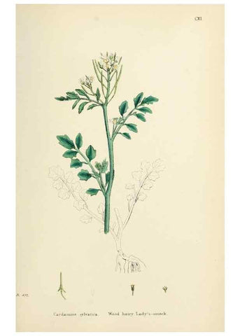 Reproducción/Reproduction 48717171576: English botany, or, Coloured figures of British plants /. London :R. Hardwicke,1863-1886.. 