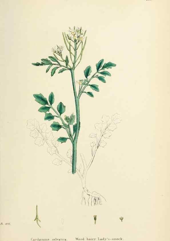 Reproducción/Reproduction 48717171576: English botany, or, Coloured figures of British plants /. London :R. Hardwicke,1863-1886.. 