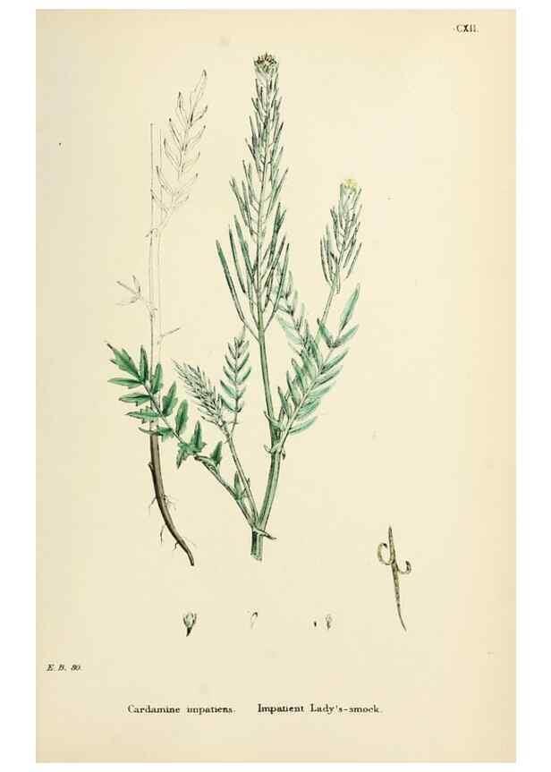 Reproducción/Reproduction 48716836303: English botany, or, Coloured figures of British plants /. London :R. Hardwicke,1863-1886.. 