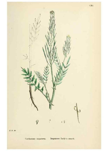 Reproducción/Reproduction 48716836303: English botany, or, Coloured figures of British plants /. London :R. Hardwicke,1863-1886.. 