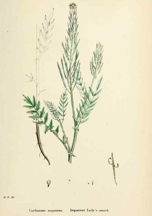 Reproducción/Reproduction 48716836303: English botany, or, Coloured figures of British plants /. London :R. Hardwicke,1863-1886.. 