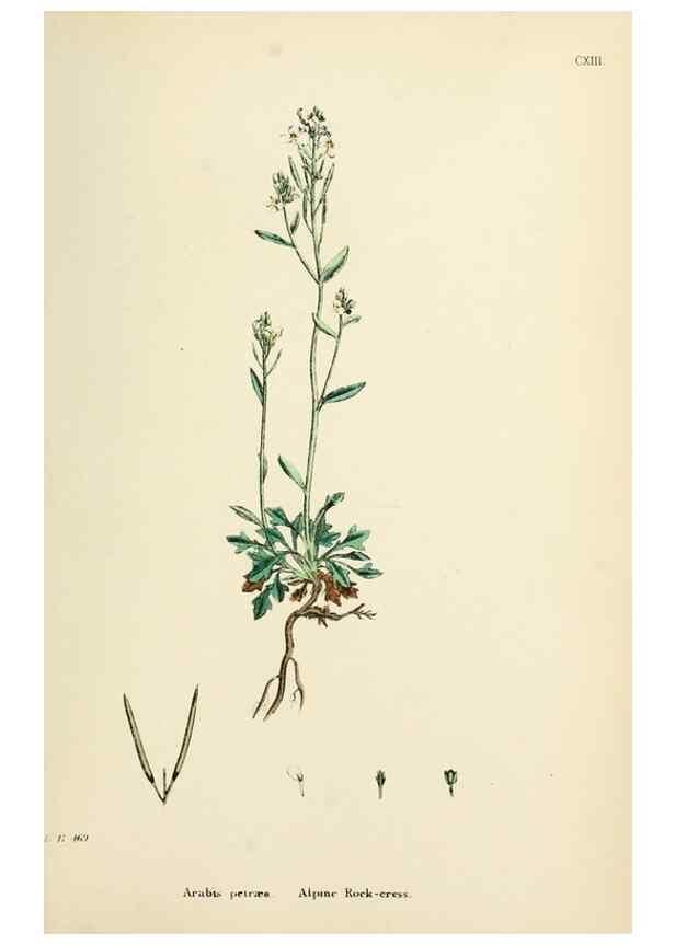 Reproducción/Reproduction 48717343622: English botany, or, Coloured figures of British plants /. London :R. Hardwicke,1863-1886.. 