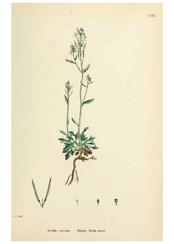 Reproducción/Reproduction 48717343622: English botany, or, Coloured figures of British plants /. London :R. Hardwicke,1863-1886.. 