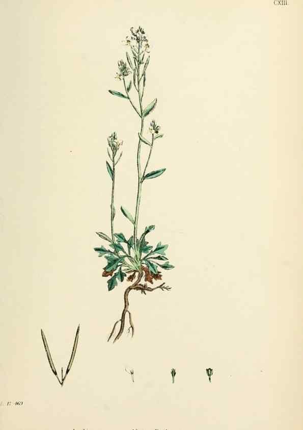 Reproducción/Reproduction 48717343622: English botany, or, Coloured figures of British plants /. London :R. Hardwicke,1863-1886.. 