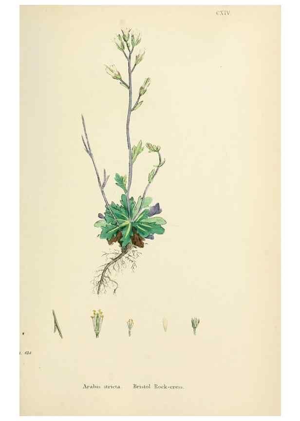 Reproducción/Reproduction 48716837048: English botany, or, Coloured figures of British plants /. London :R. Hardwicke,1863-1886.. 