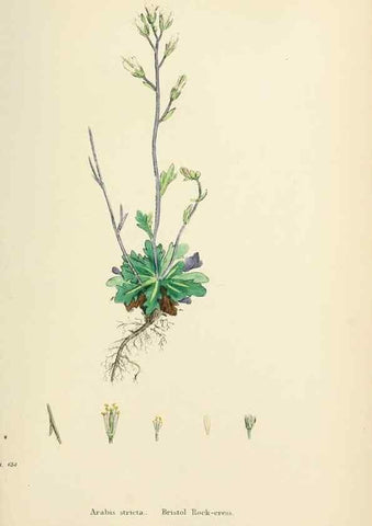 Reproducción/Reproduction 48716837048: English botany, or, Coloured figures of British plants /. London :R. Hardwicke,1863-1886.. 