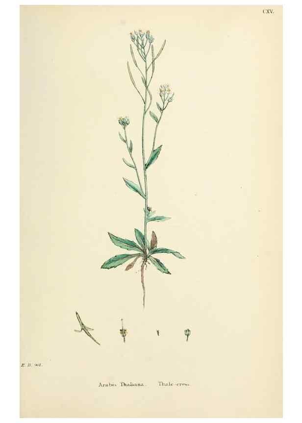 Reproducción/Reproduction 48717344362: English botany, or, Coloured figures of British plants /. London :R. Hardwicke,1863-1886.. 