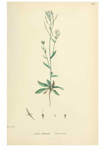 Reproducción/Reproduction 48717344362: English botany, or, Coloured figures of British plants /. London :R. Hardwicke,1863-1886.. 