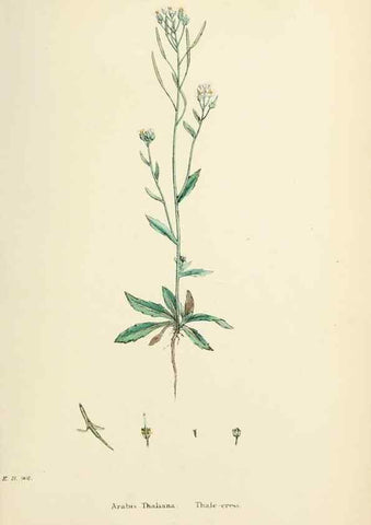 Reproducción/Reproduction 48717344362: English botany, or, Coloured figures of British plants /. London :R. Hardwicke,1863-1886.. 