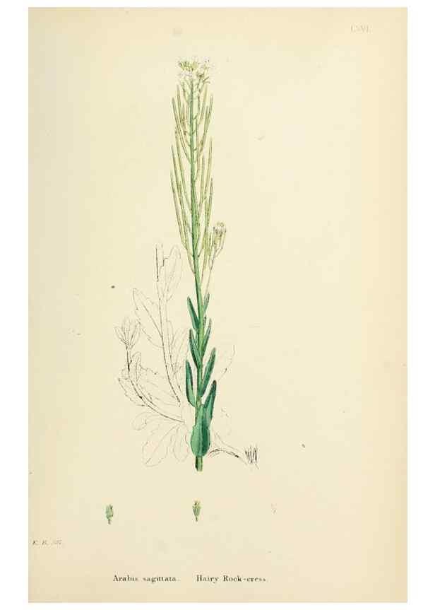 Reproducción/Reproduction 48717173566: English botany, or, Coloured figures of British plants /. London :R. Hardwicke,1863-1886.. 