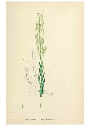 Reproducción/Reproduction 48717173566: English botany, or, Coloured figures of British plants /. London :R. Hardwicke,1863-1886.. 