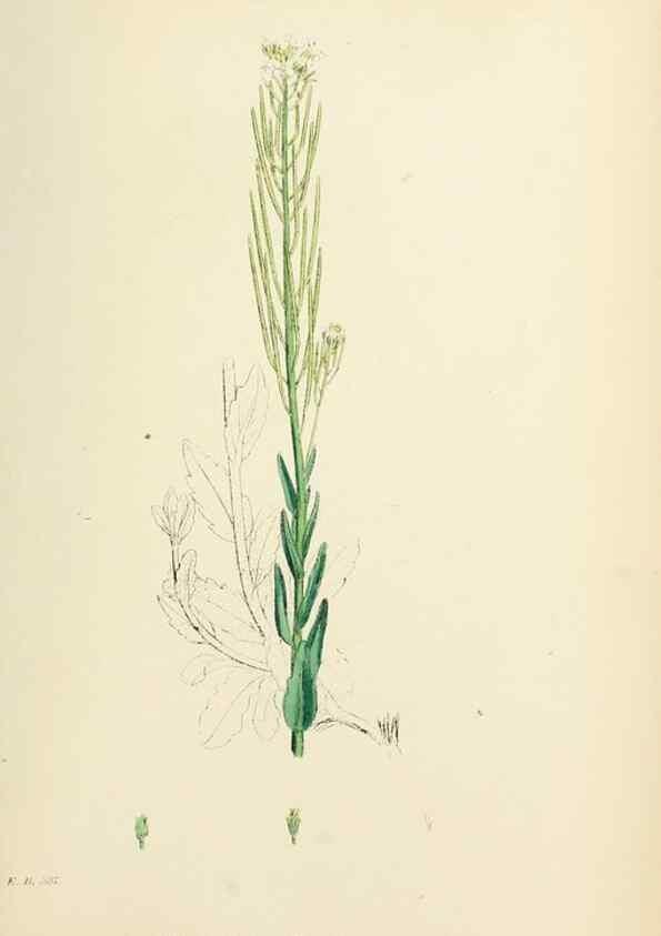 Reproducción/Reproduction 48717173566: English botany, or, Coloured figures of British plants /. London :R. Hardwicke,1863-1886.. 