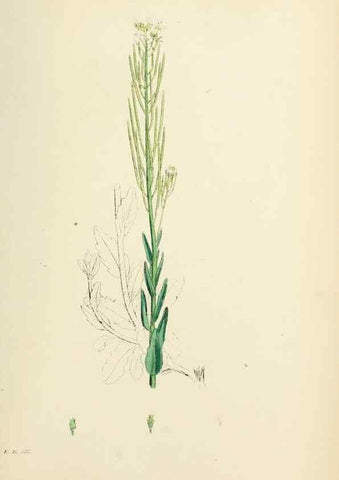Reproducción/Reproduction 48717173566: English botany, or, Coloured figures of British plants /. London :R. Hardwicke,1863-1886.. 