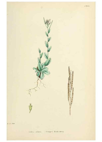 Reproducción/Reproduction 48717345167: English botany, or, Coloured figures of British plants /. London :R. Hardwicke,1863-1886.. 