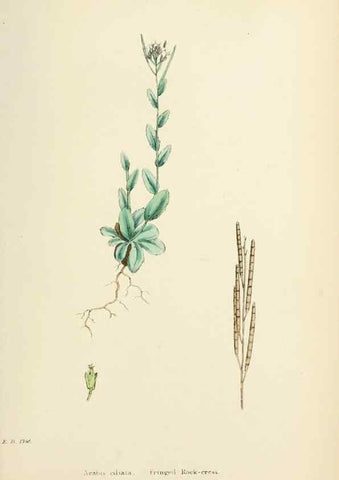 Reproducción/Reproduction 48717345167: English botany, or, Coloured figures of British plants /. London :R. Hardwicke,1863-1886.. 