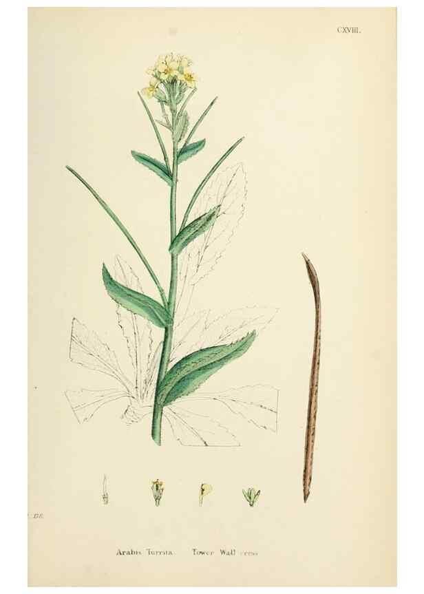 Reproducción/Reproduction 48717174311: English botany, or, Coloured figures of British plants /. London :R. Hardwicke,1863-1886.. 
