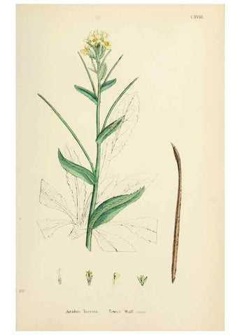 Reproducción/Reproduction 48717174311: English botany, or, Coloured figures of British plants /. London :R. Hardwicke,1863-1886.. 