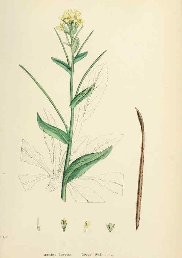 Reproducción/Reproduction 48717174311: English botany, or, Coloured figures of British plants /. London :R. Hardwicke,1863-1886.. 