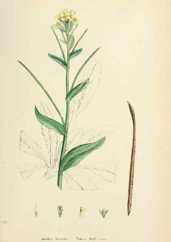 Reproducción/Reproduction 48717174311: English botany, or, Coloured figures of British plants /. London :R. Hardwicke,1863-1886.. 