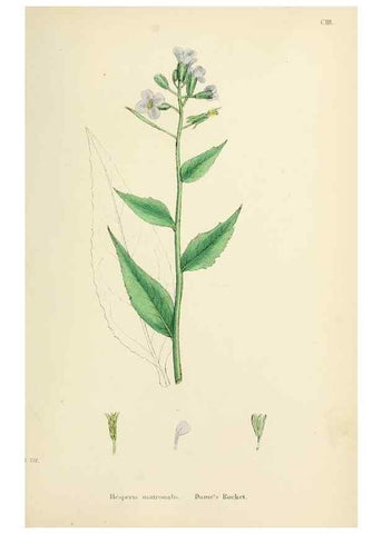 Reproducción/Reproduction 48716833238: English botany, or, Coloured figures of British plants /. London :R. Hardwicke,1863-1886.. 