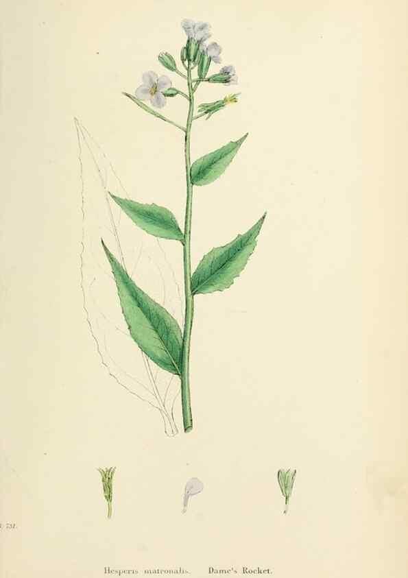 Reproducción/Reproduction 48716833238: English botany, or, Coloured figures of British plants /. London :R. Hardwicke,1863-1886.. 