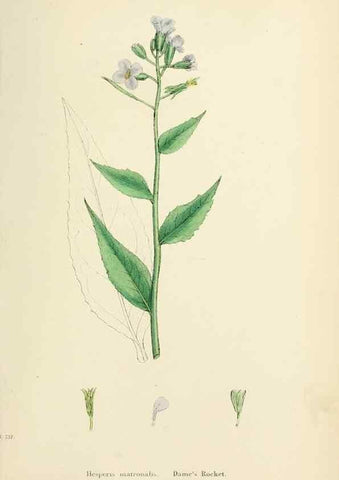 Reproducción/Reproduction 48716833238: English botany, or, Coloured figures of British plants /. London :R. Hardwicke,1863-1886.. 